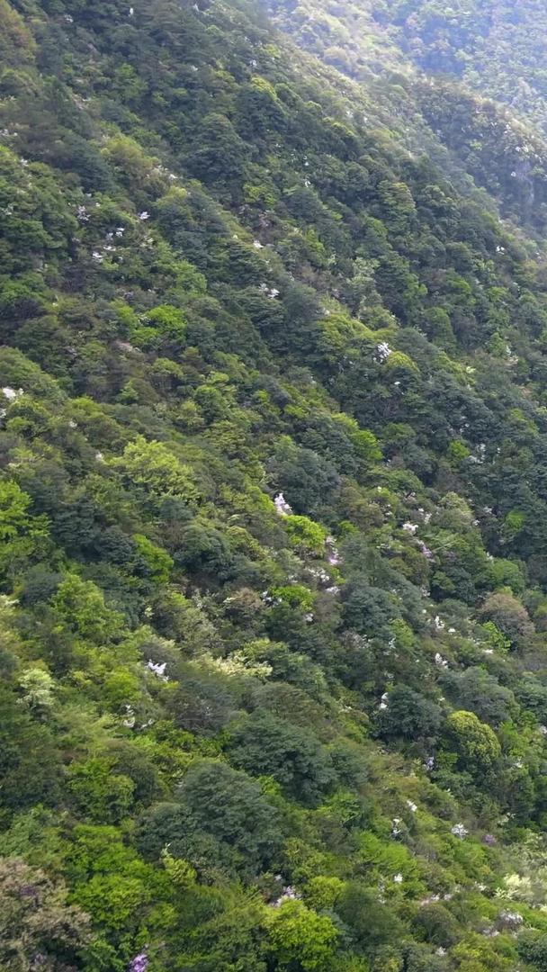 浙南自然森林峡谷航拍视频的预览图