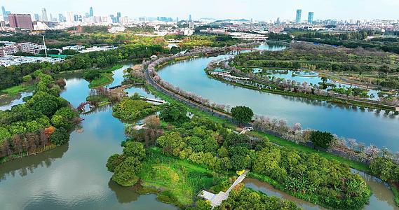 广州海珠国家湿地公园春季宫粉紫荆2022年最新航拍视频的预览图