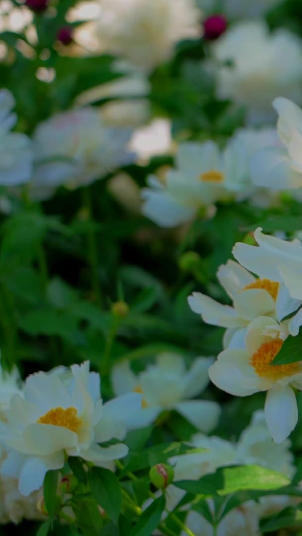 牡丹花在景山公园视频的预览图