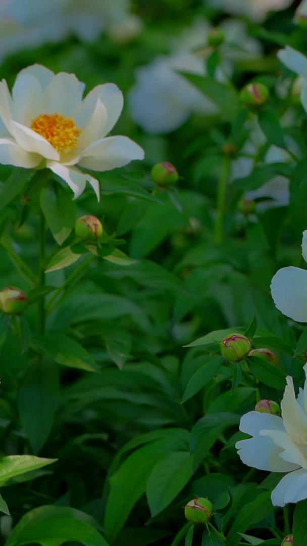 牡丹花在景山公园视频的预览图