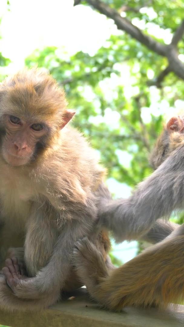 花果山猴子在连云港5A景区实拍视频的预览图