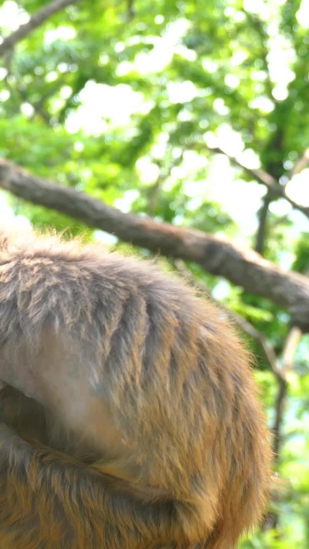 花果山猴子在连云港5A景区实拍视频的预览图