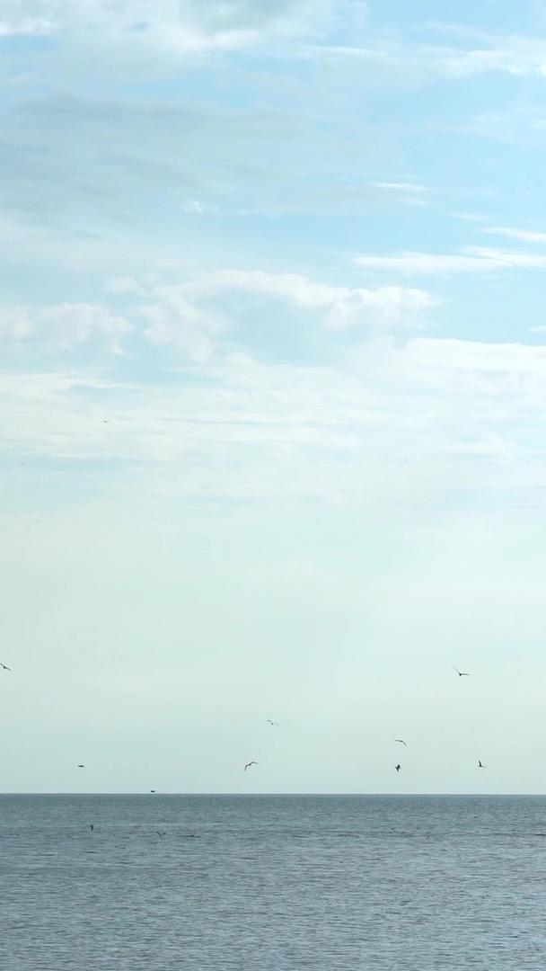 土耳其海鸥群飞远景实拍视频的预览图