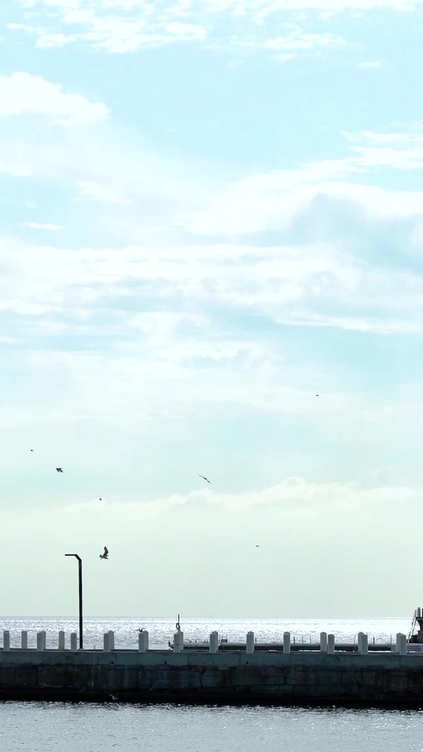 土耳其海鸥群飞远景实拍视频的预览图