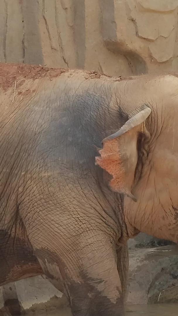 亚洲象实拍视频视频的预览图