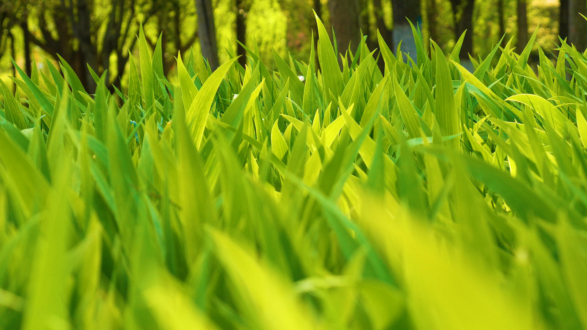 4K初夏绿色植物小草视频的预览图