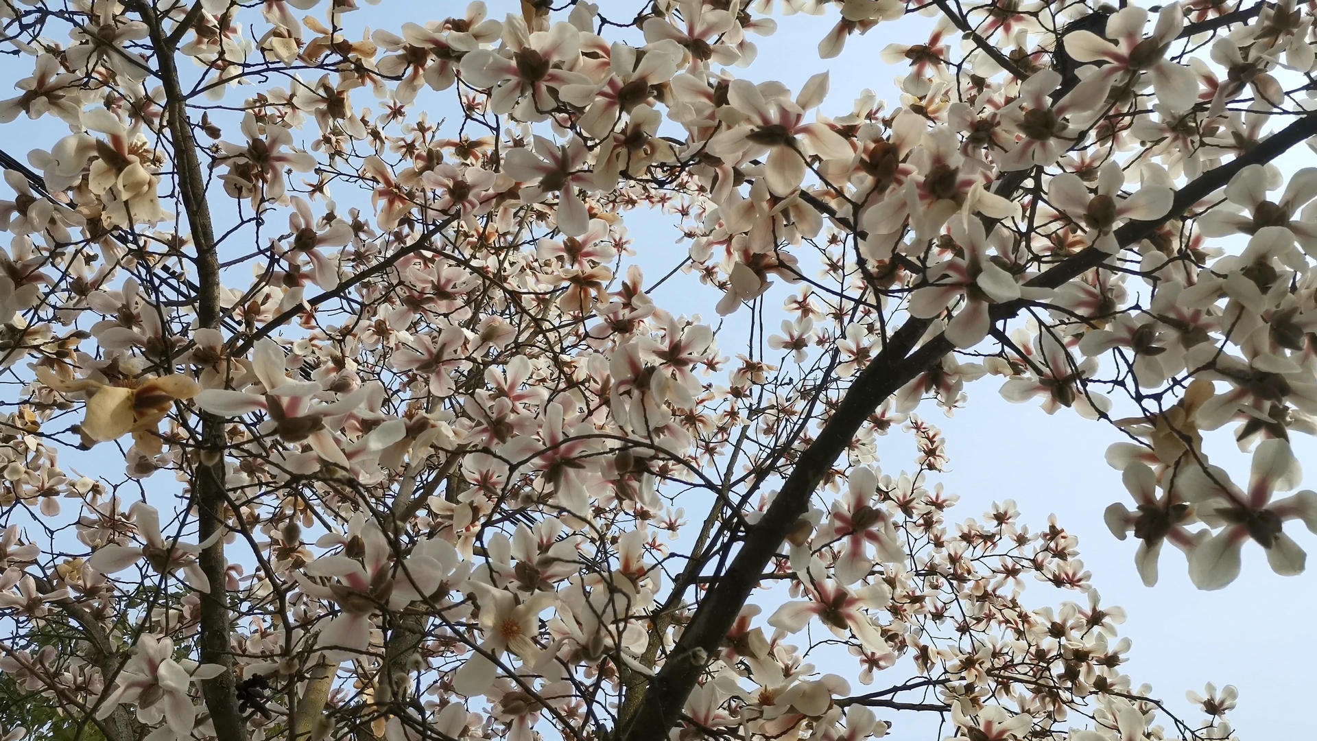 4K实拍满树迎春花视频的预览图