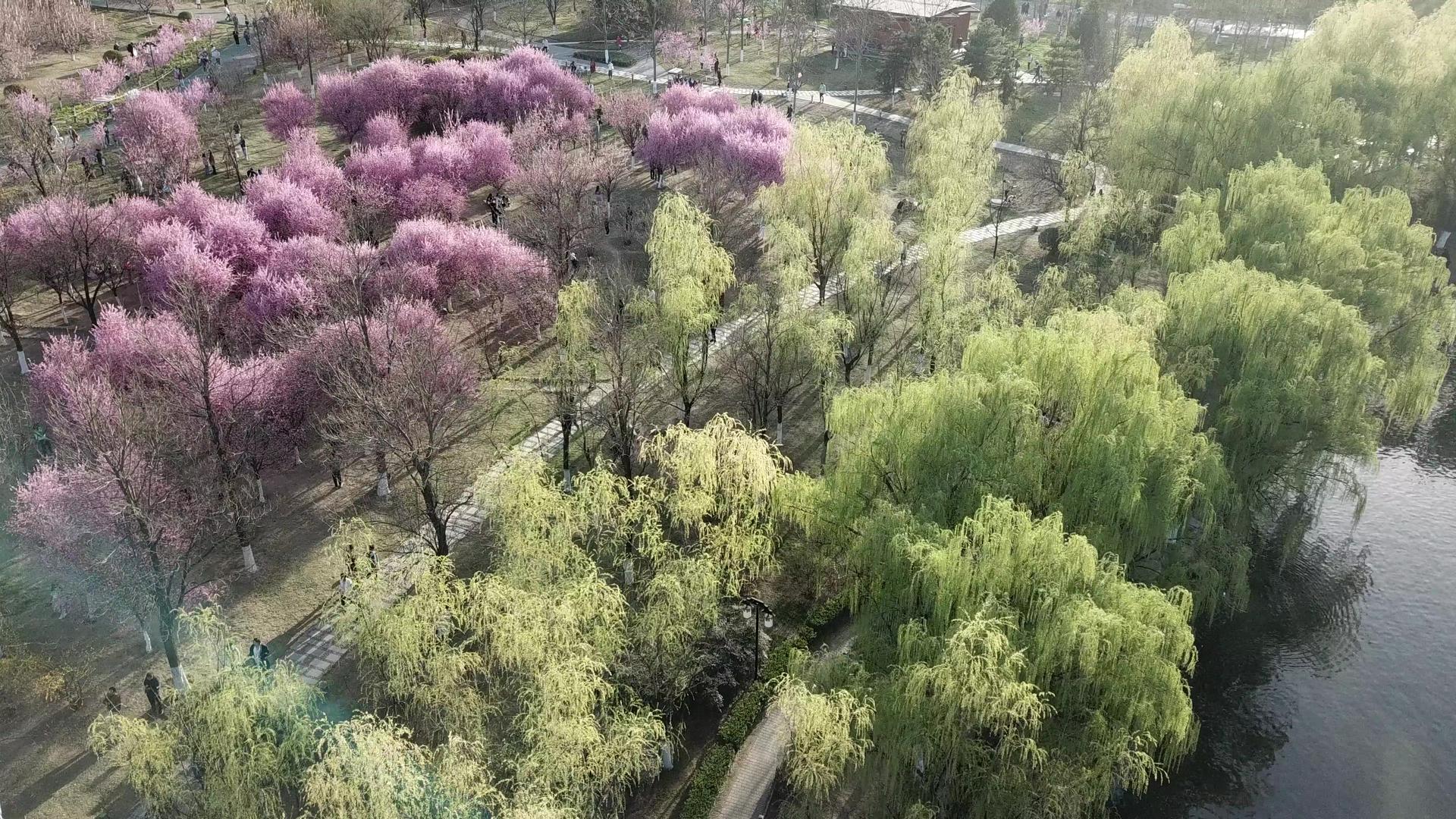 春季桃花航拍西安大明宫遗址公园视频的预览图
