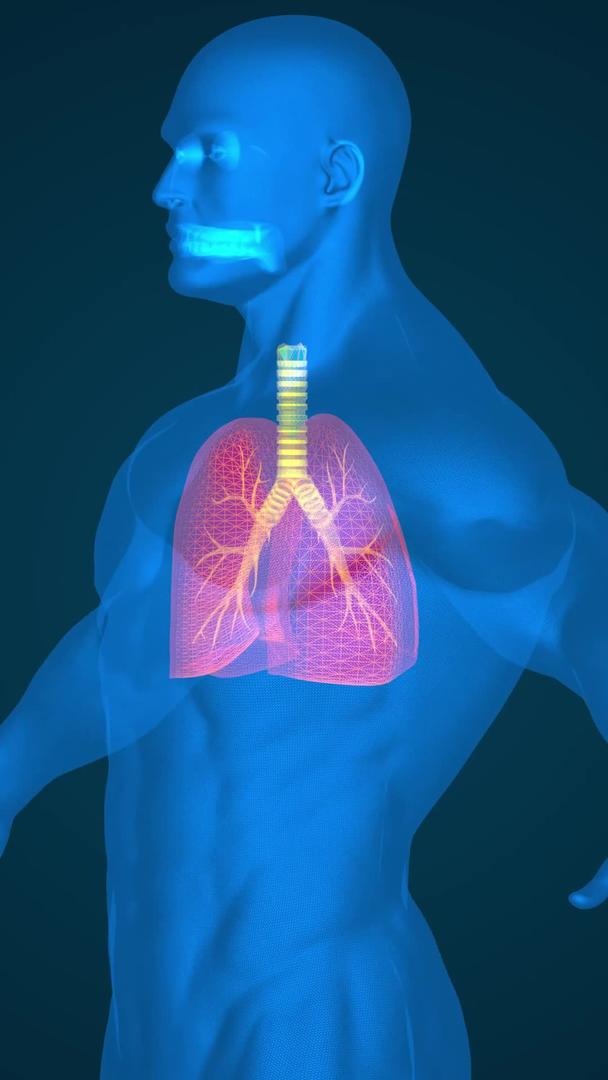 三维人体肺部展示视频的预览图