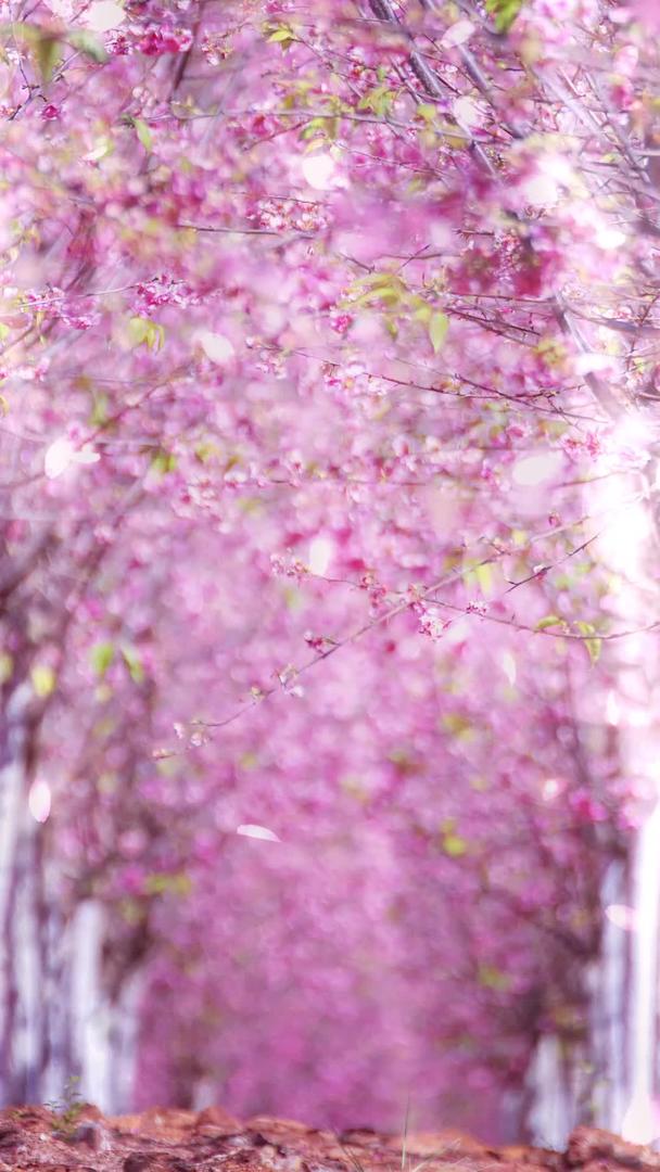唯美动态樱花林视频背景视频的预览图