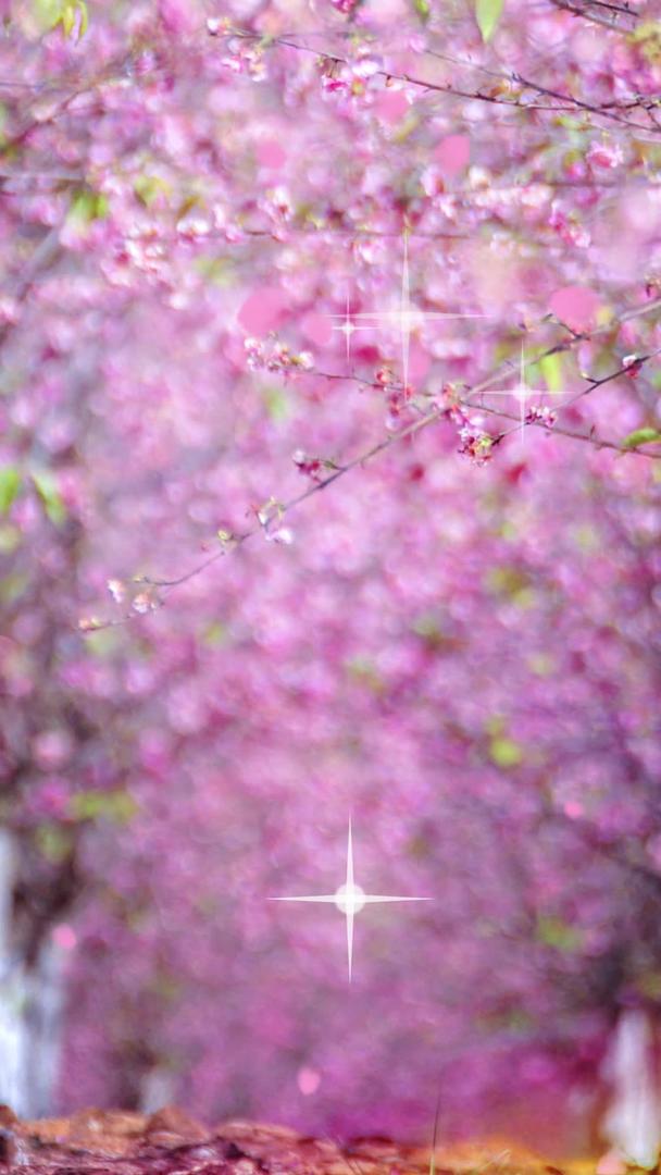 唯美的樱花背景素材视频的预览图