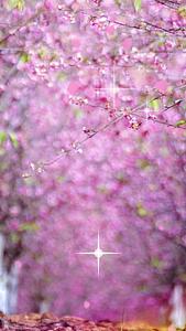 唯美的樱花背景素材视频的预览图