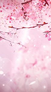唯美粉色樱花飘落背景视频视频的预览图
