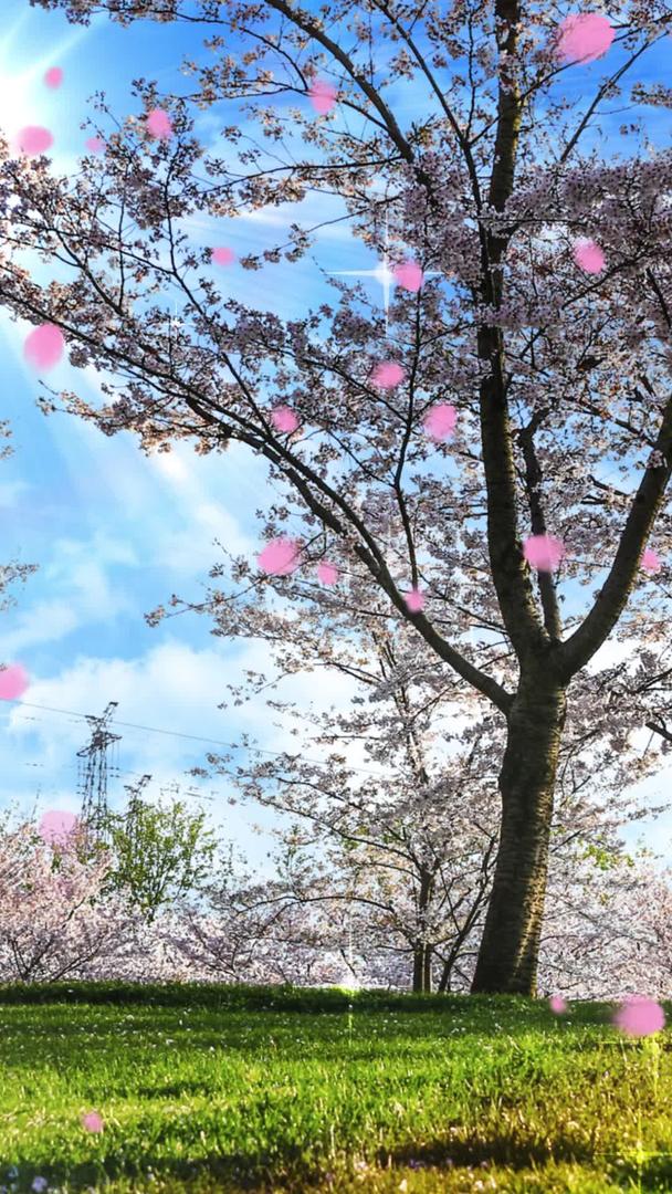浪漫的春天樱花背景素材视频的预览图