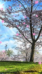 浪漫的春天樱花背景素材视频的预览图