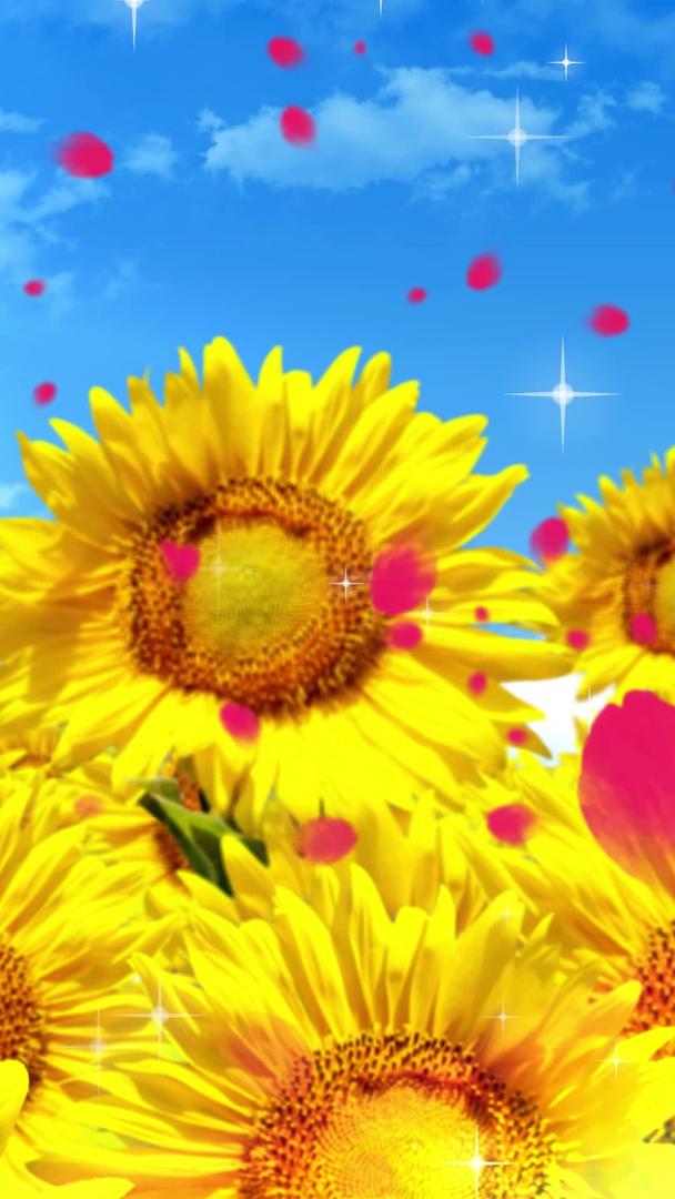 唯美的向日葵背景素材视频的预览图