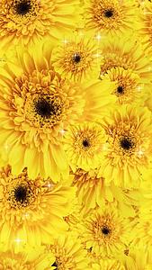 唯美的太阳花背景素材视频的预览图