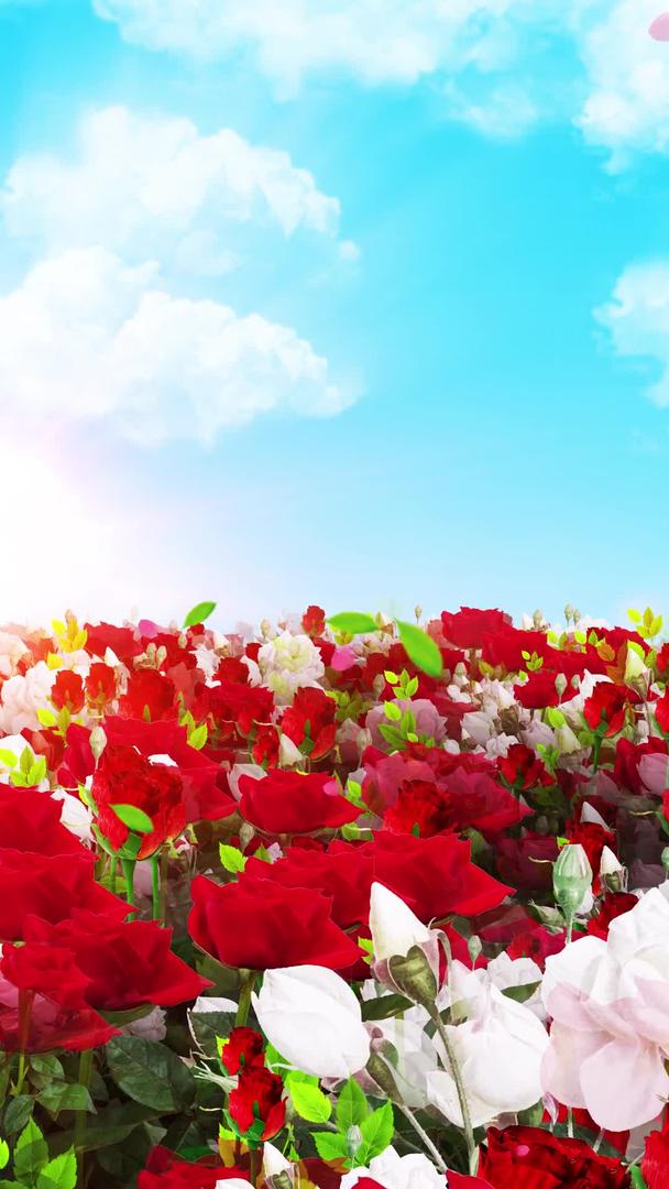 唯美的玫瑰花丛穿梭背景素材视频的预览图