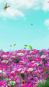 唯美的春天野花背景素材视频的预览图