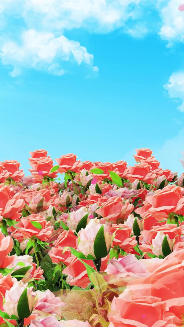唯美的粉色玫瑰花背景素材视频的预览图