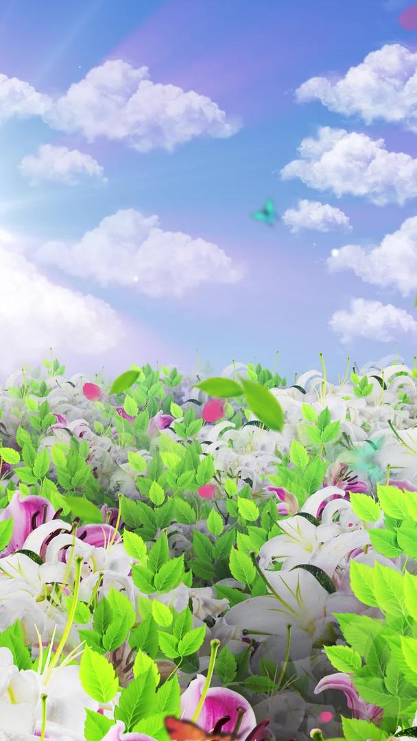 唯美的百合花背景素材视频的预览图