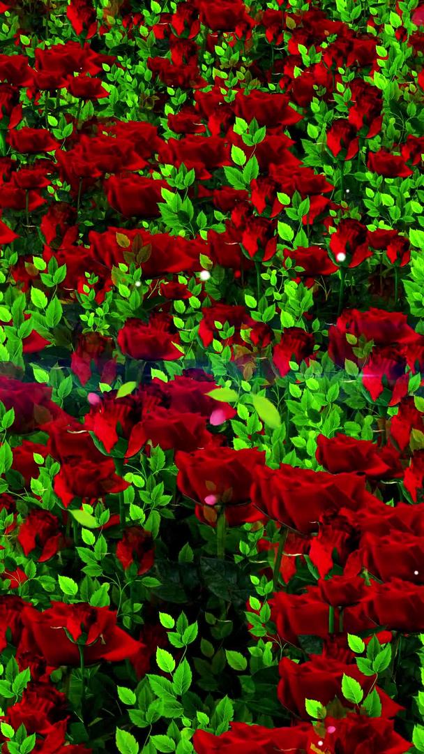 唯美的玫瑰花背景视频素材视频的预览图