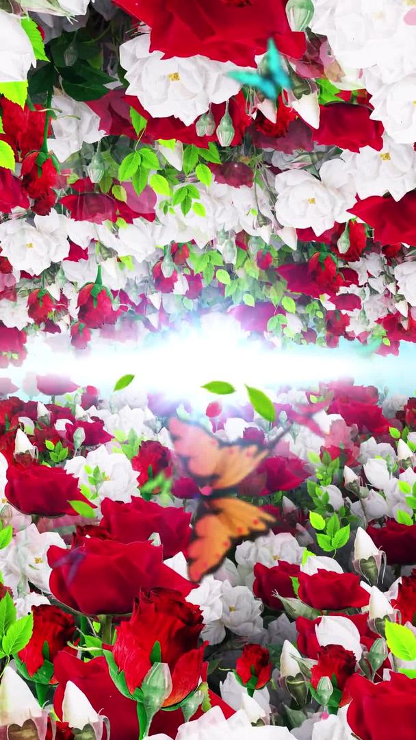唯美的玫瑰背景素材视频的预览图