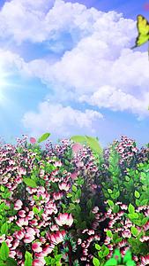 唯美的海棠花背景素材视频的预览图
