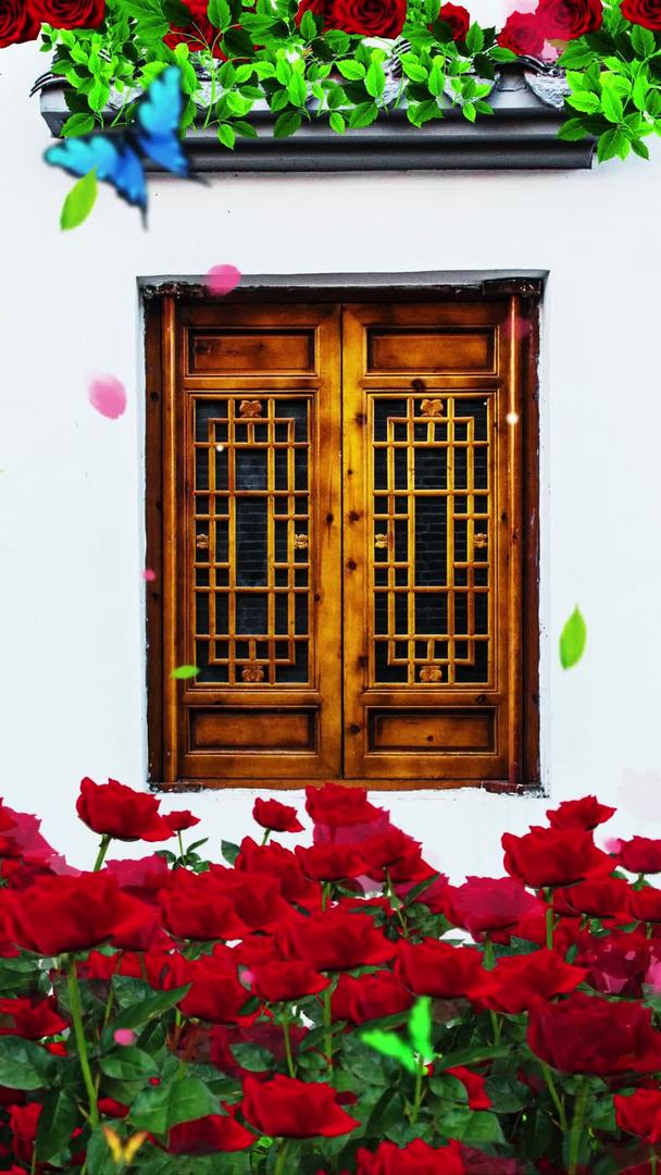 唯美的玫瑰花墙背景素材视频的预览图