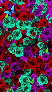 唯美的玫瑰花背景素材视频的预览图