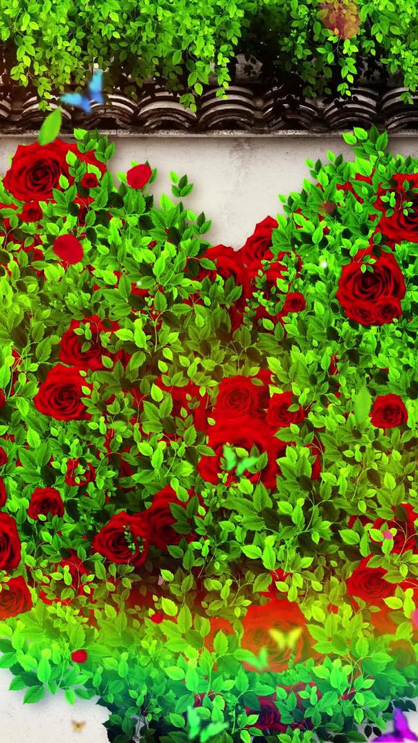 唯美的玫瑰花墙背景素材视频的预览图