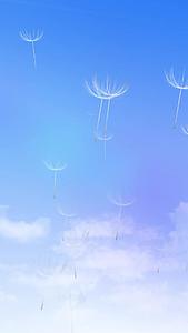 蒲公英唯美天空背景视频的预览图
