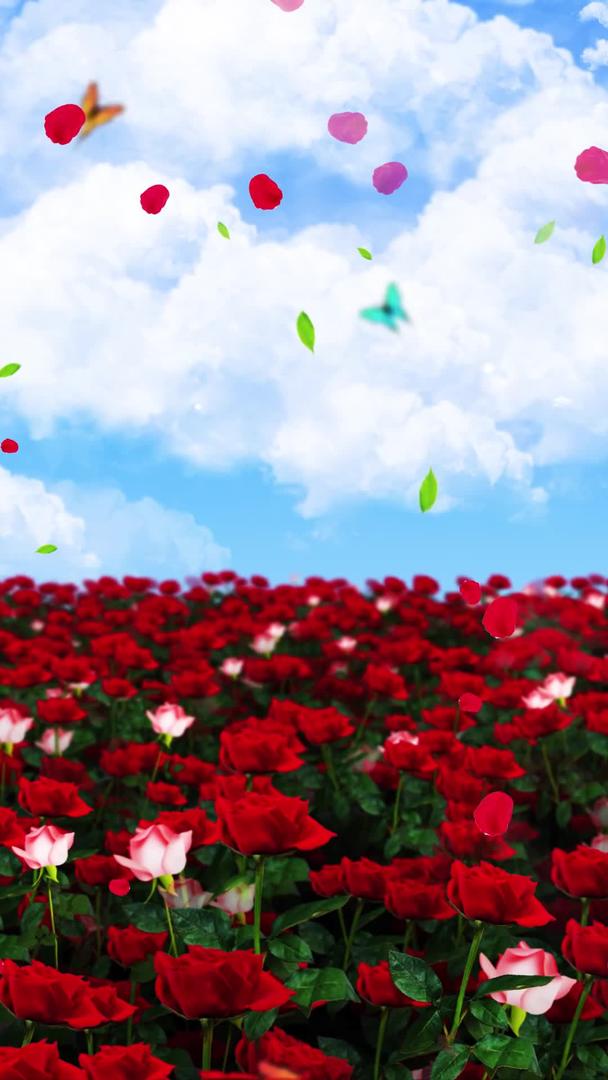 唯美的玫瑰花背景素材视频的预览图