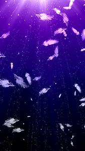 紫色唯美羽毛背景视频的预览图