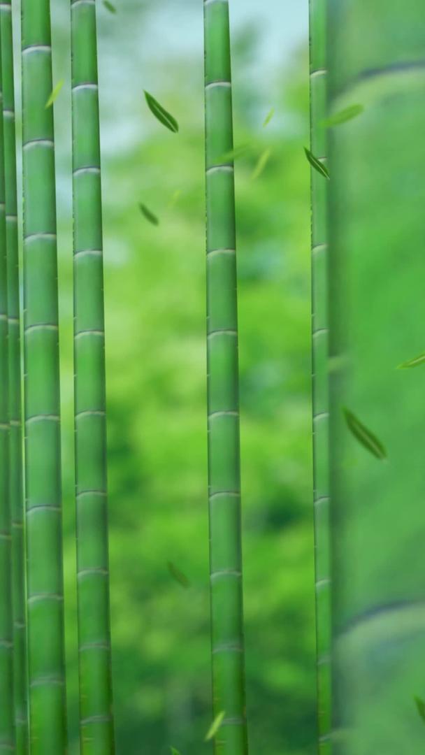 竹海竹林背景视频视频的预览图
