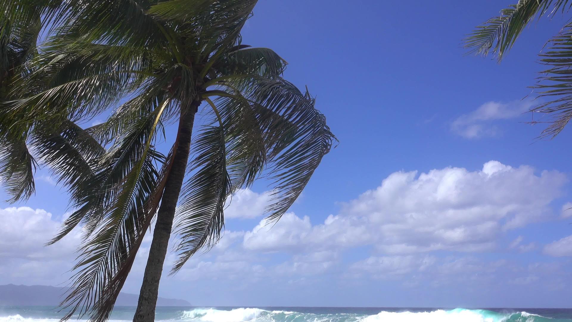 海风哈瓦伊河沿岸有棕榈树视频的预览图
