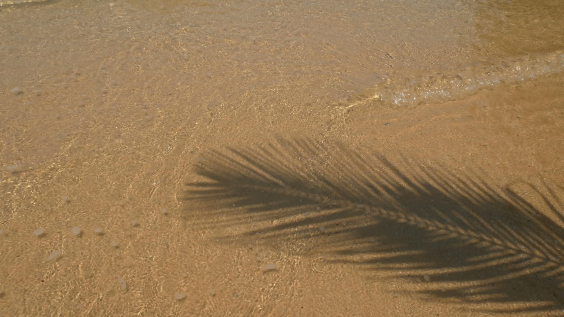 椰子棕榈叶的阴影延伸在海滩上视频的预览图