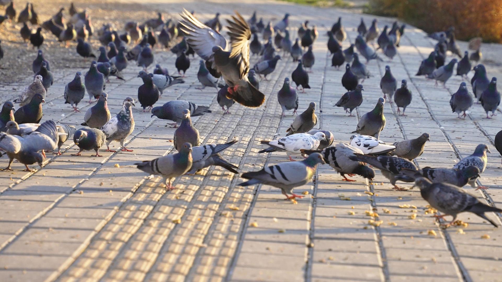 新疆伊宁市街道上的鸽子群4k视频的预览图