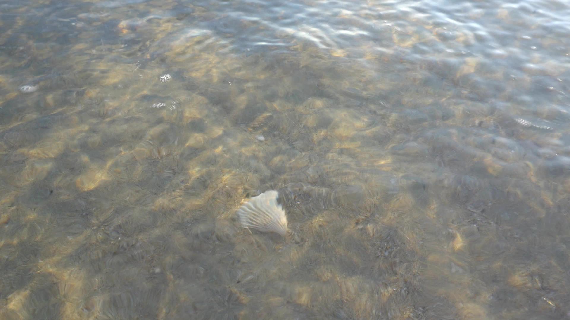 阳光照在水面上视频的预览图