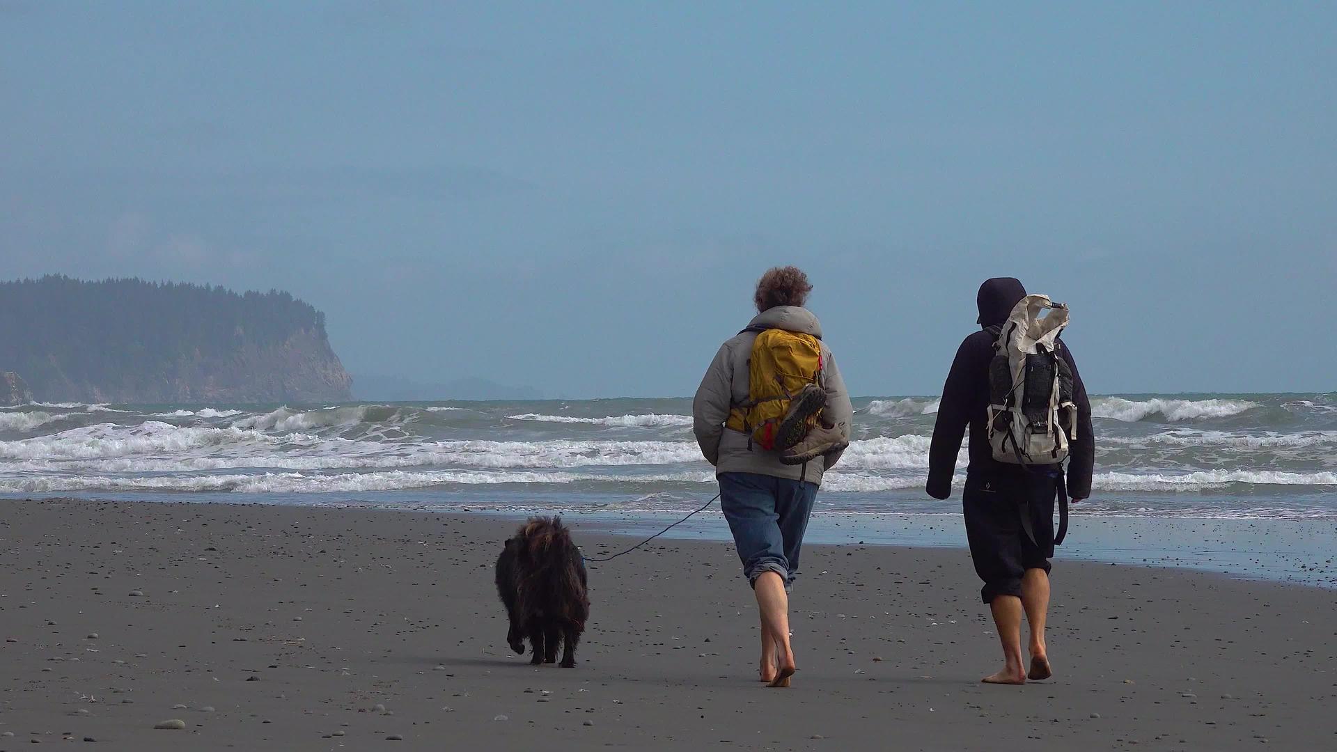 在太平洋沿岸带着狗的游客正沿着海岸散步视频的预览图
