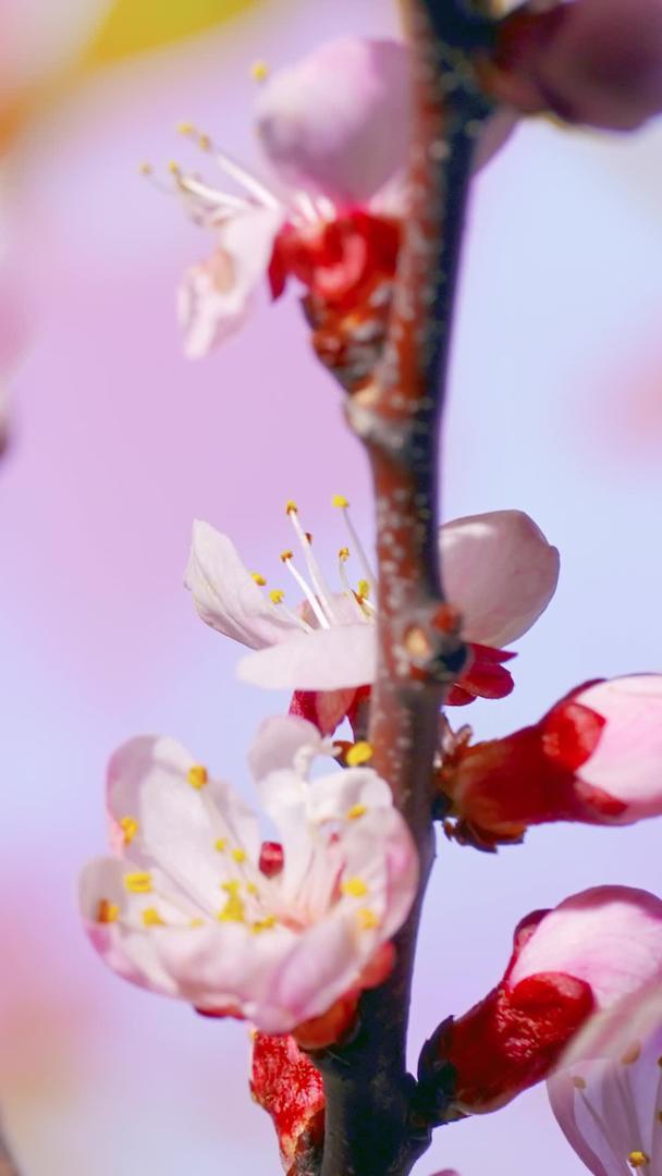 清明时节樱花树盛开特写特写视频的预览图