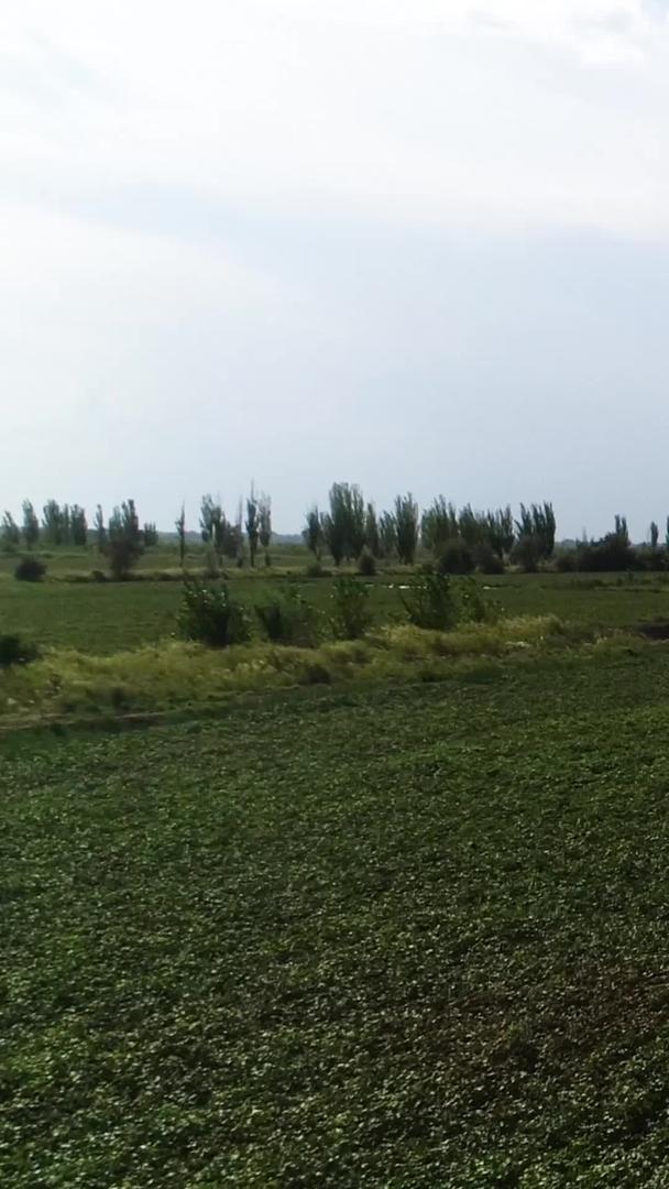 新疆大面积棉发地航拍视频的预览图