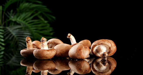 4k高清香菇蔬菜新鲜香菇视频的预览图