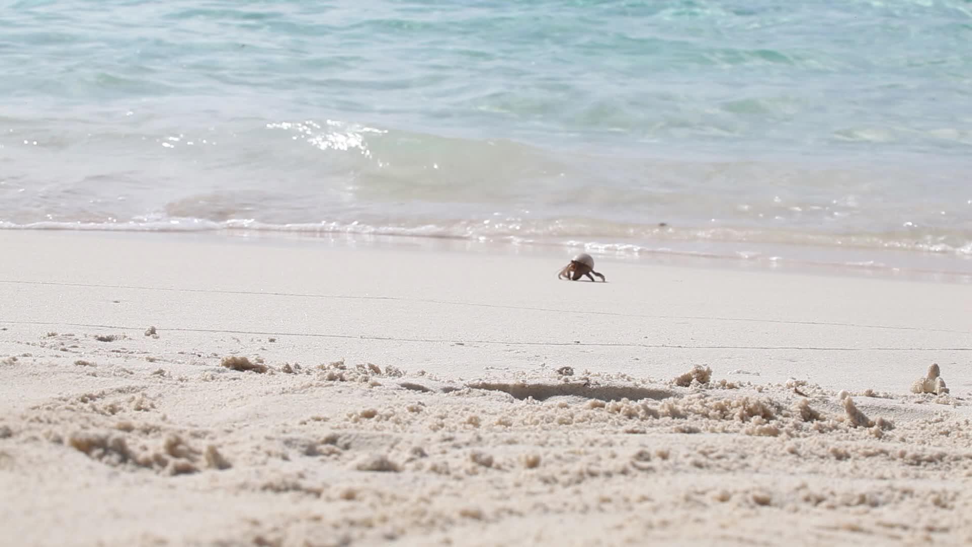 一些螃蟹在海滩上跑来跑去视频的预览图