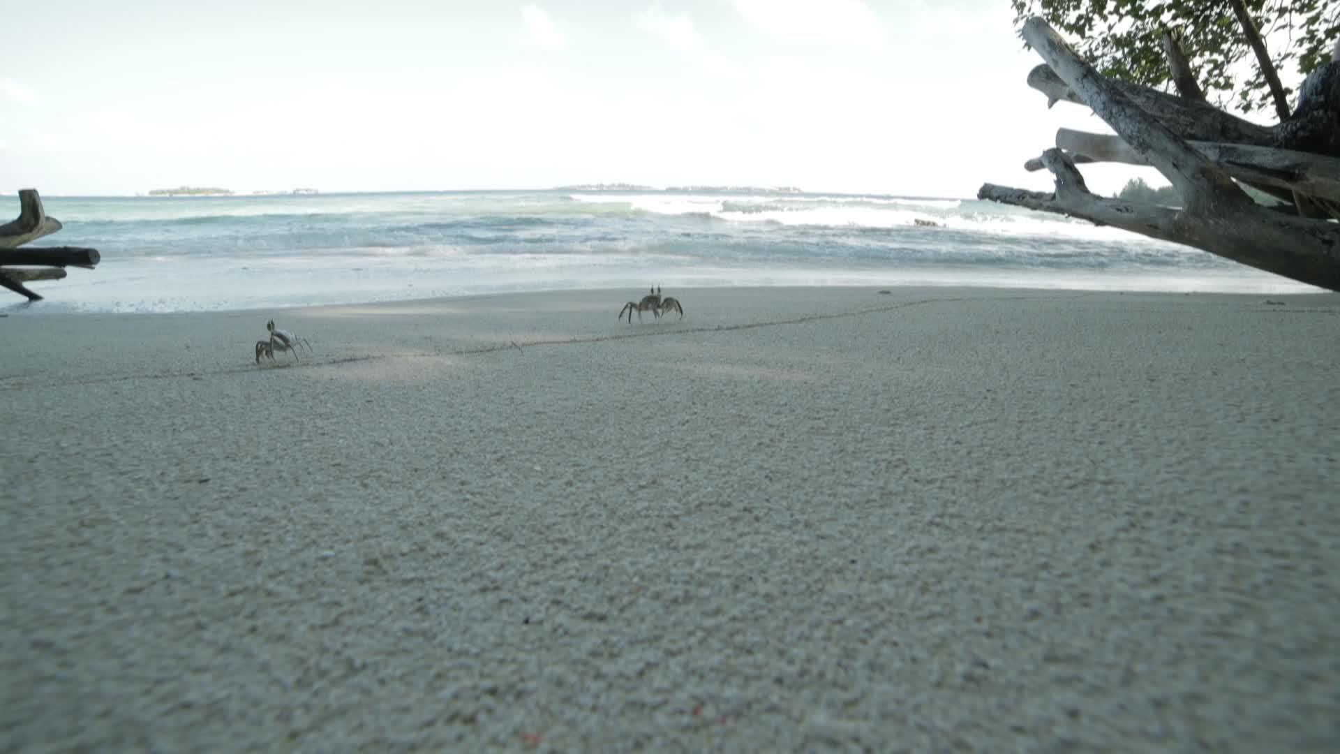 螃蟹在海滩上跑来跑去视频的预览图