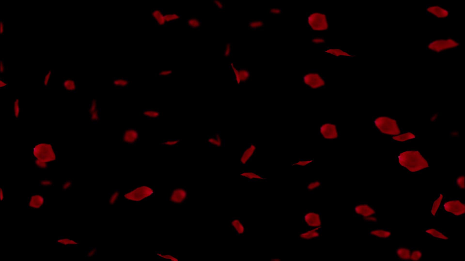 玫瑰花瓣落在黑色背景上hd视频的预览图