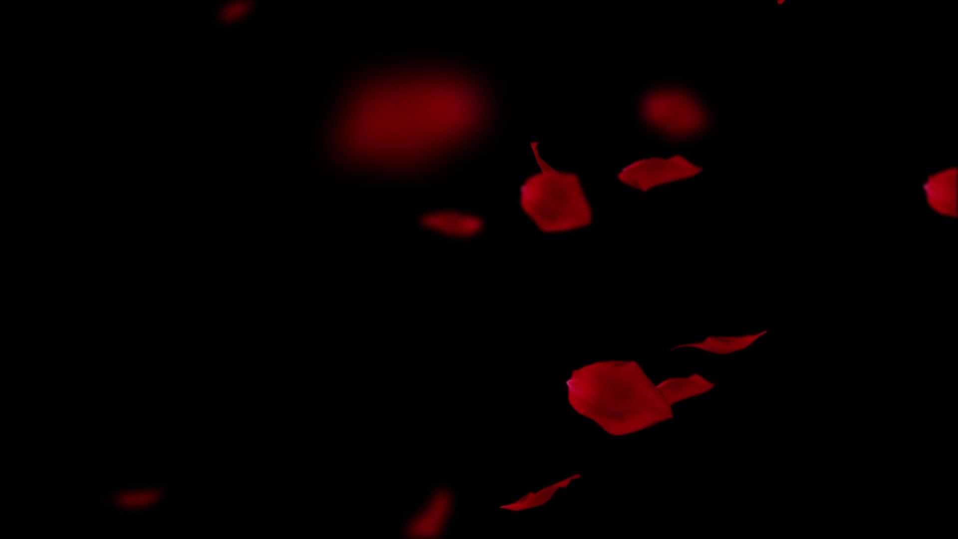 红玫瑰花瓣的黑色背景不断下降视频的预览图
