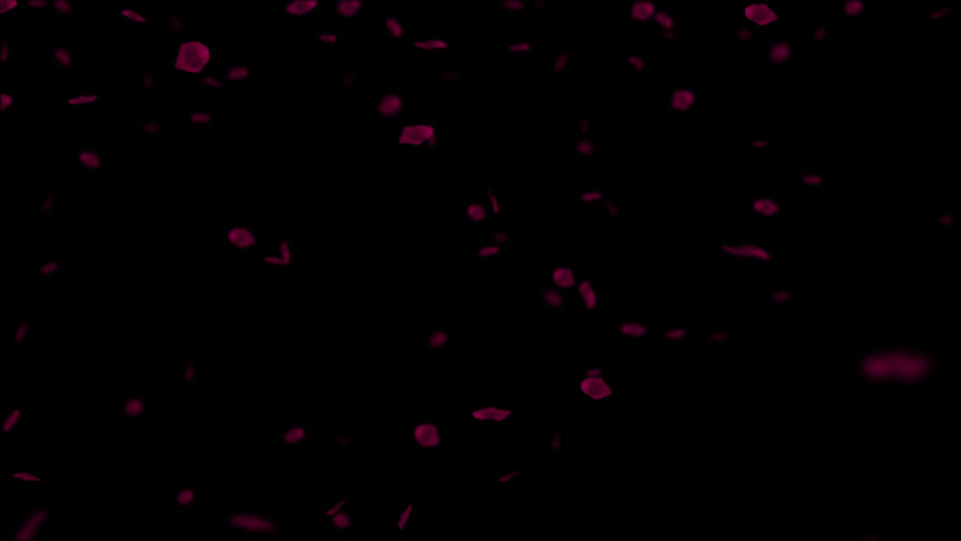红玫瑰的黑色背景hd视频的预览图