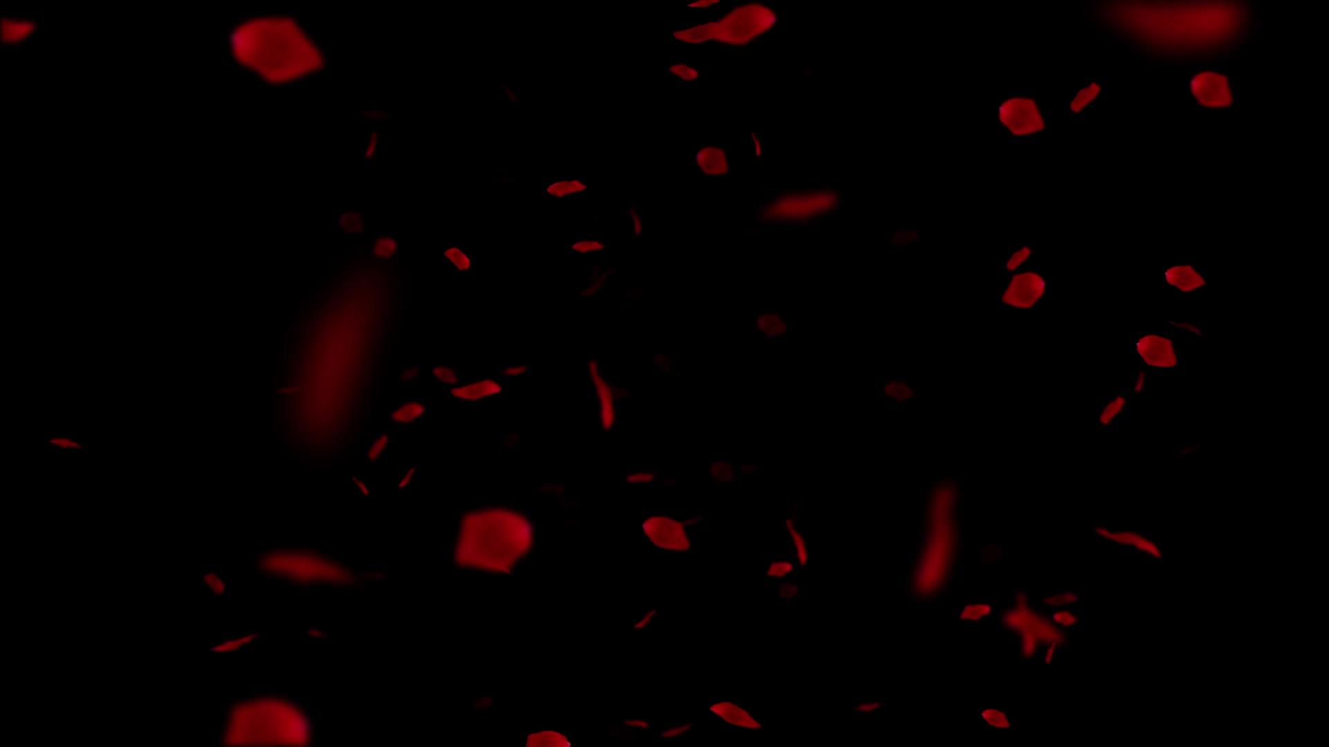 玫瑰花瓣落在黑色背景下视频的预览图