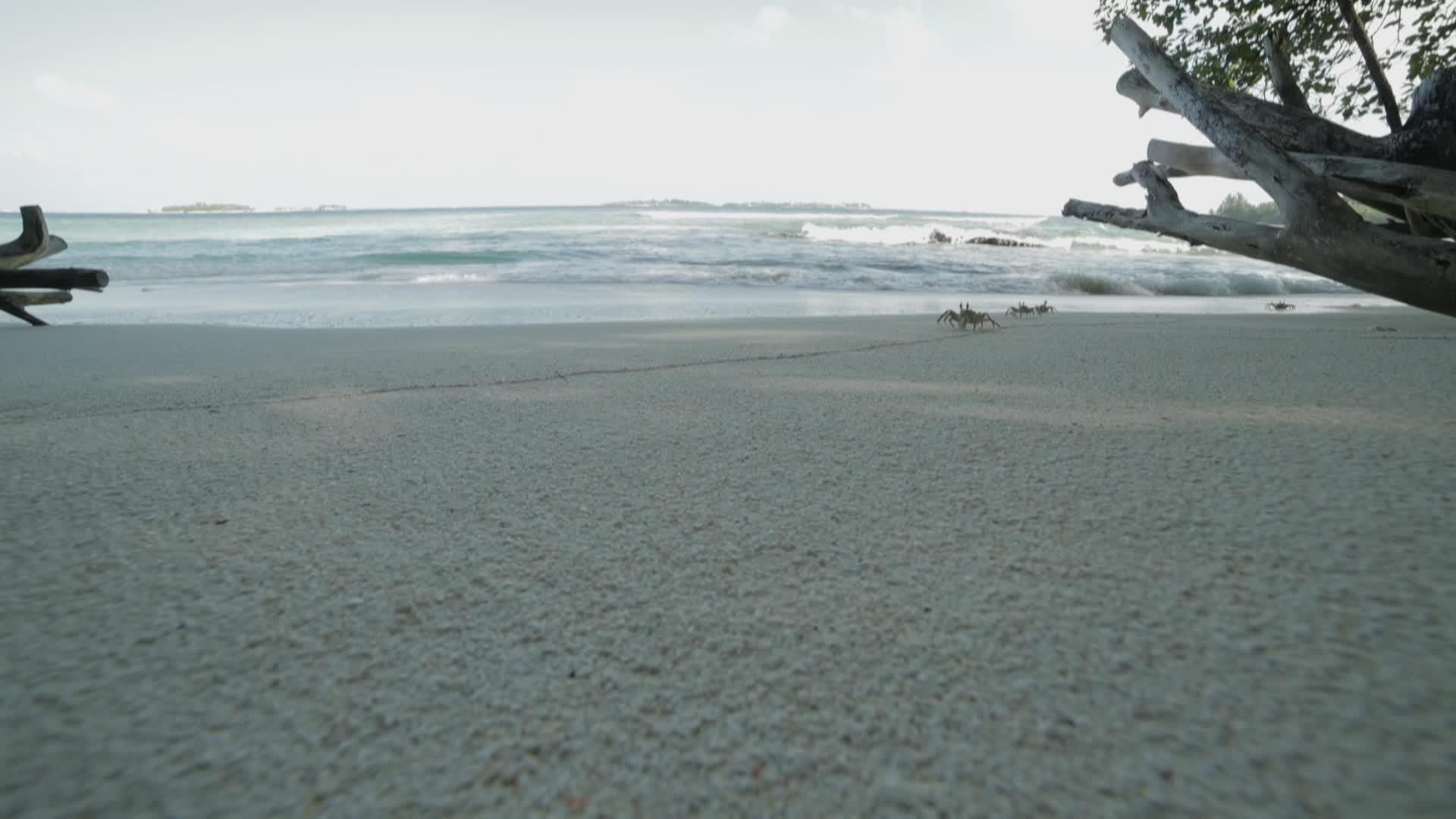一些螃蟹在海滩上跑来跑去视频的预览图